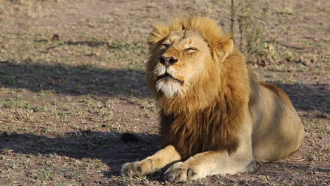 Large-Male-Lion-King-Roaring-in-the-Early-Morning-Sun