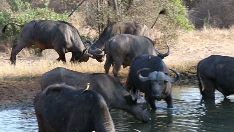 Two-Male-African-Cape-Buffalo-in-Playful-Sparring-by-a-Busy-Watering-Hole