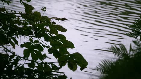 Entspannung-An-Einem-Teich-In-England,-Der-Das-Plätschernde-Wasser-Und-Die-Vegetation-Am-Teichrand-Zeigt