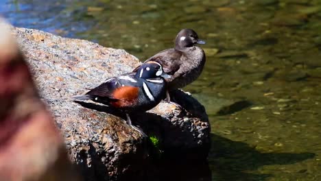 Harlekin Ente fliegt