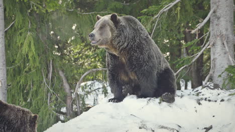 Two-fearsome,-brown-grizzly-bears-sit-atop-a-snowy-hill