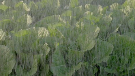 180-fps---Crops-being-watered---close-shot