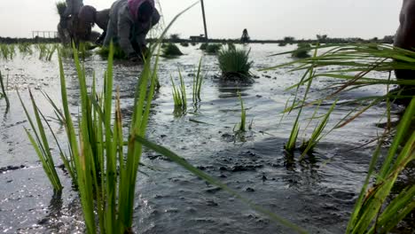 Woman-planting-paddy-sapling-in-the-farmland-which-filled-up-with-the-full-of-water