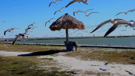 Flock-of-Seagulls-taking-flight