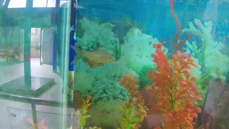Beautiful-fish-swimming-in-fish-tank-alone-I-fish-in-fish-tank-in-zoo-park-stock-video
