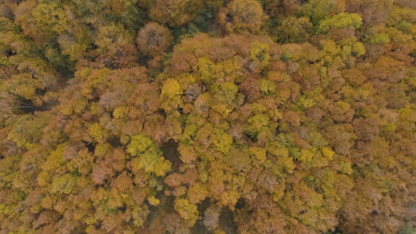 Bunter-Herbstwaldblick-In-Bulgarien-Bei-Tageslicht
