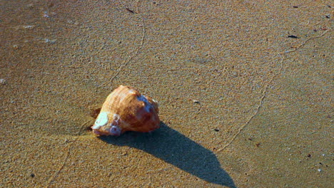 Close-up-of-a-Shell-on-the-Beach