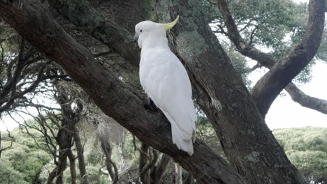 Weißer-Kakadu-Mit-Schwefelhaube,-Der-Auf-Einem-Verdrehten-Mondbaum-Thront