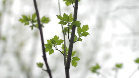 Green-Leaves-on-an-Overcast-Day