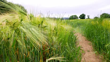 Wide-of-a-barley-wheat-crop-surrounding-a-path-for-walkers