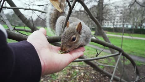 Shot-of-a-squirrel-being-fed-some-pumpkin-seeds-in-Hyde-Park,-London