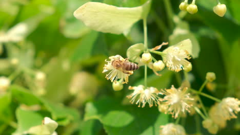 Honey-bee,-apis-mellifera-carnica,-pollinating-blooming-tree-blossoms,-close-up