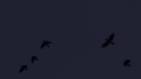 Video-En-Cámara-Lenta-De-Cuervos-Volando-Después-Del-Atardecer