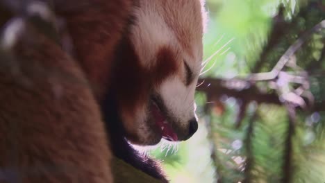 Zeitlupen-Nahaufnahme-Eines-Schlafenden-Roten-Pandas