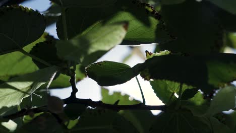 Nahaufnahme-Von-Sonnenstrahlen,-Die-Durch-Grüne-Blätter-Scheinen,-In-120-fps-Zeitlupe-Eines-Hellen-Sommertages