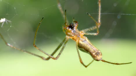 Makroaufnahme-Einer-Großen-Braunen-Spinne,-Die-Ihren-Mund-In-Zeitlupe-Bewegt