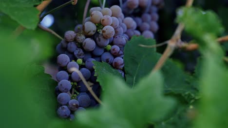Close-up-of-a-group-of-purple-grapes-growing-on-green-vines-on-a-summer-day