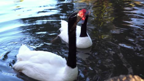 A-couple-of-black-necked-swans-in-a-pond-swimming-and-calling