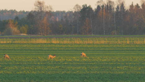 Two-European-roe-deer-eating-on-a-rapeseed-field-in-the-evening,-golden-hour,-medium-telephoto-shot