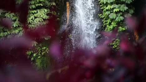 Toma-En-Cámara-Lenta-De-Una-Vibrante-Flor-Morada-En-Una-De-Las-Muchas-Hermosas-Cascadas-Banyu-Wana-Amertha-En-Las-Selvas-De-Bali,-Indonesia