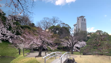 Panorámica-Del-Jardín-Botánico-De-Koishikawa-Flores-De-Cerezo-Fucsias