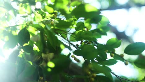 Sunlight-shining-through-green-leaves,-closeup
