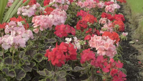 Pink-and-red-geraniums-blowing-in-the-wind