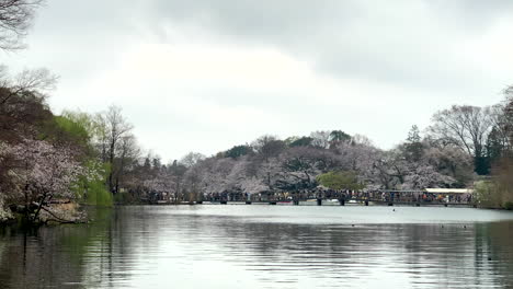 Wide-panoramic-of-people-crossing-a-wooden-bridge-at-Inokashira-Park-lake