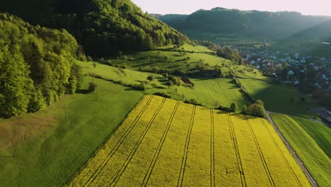 flying-over-field-of-rapeseed-in-full-flower-during-golden-hour,-aerial-drone-view-of-green-forest-and-fields-in-spring,-countryside-switzerland