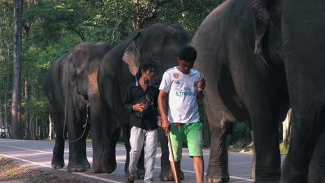 Elephants-Approaching-at-the-Side-of-the-Street-At-Angkor-Wat
