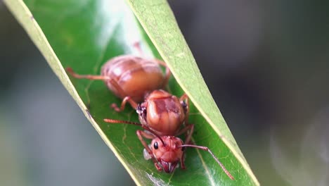 Close-Shot-of-a-Dead-Weaver-Ant-Queen-on-a-Green-Leaf