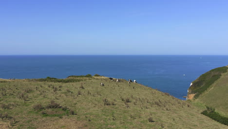 Flight-over-grazing-cows-on-the-cliffs-of-the-french-Normandy