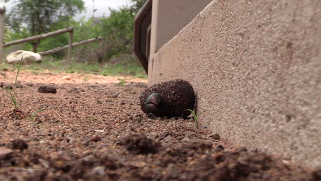 Close-view-of-dung-beetle-rolling-ball-of-faeces-by-a-building,-slow-zoom-in