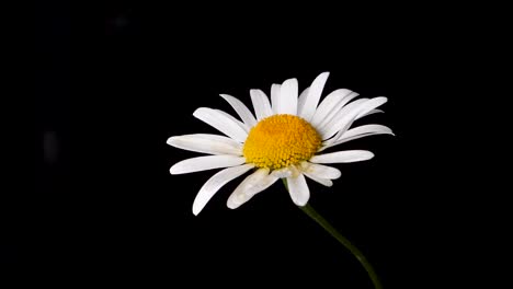 A-droplet-of-water-falling-onto-a-white-and-yellow-flower,-oxeye-daisy-with-a-black-background