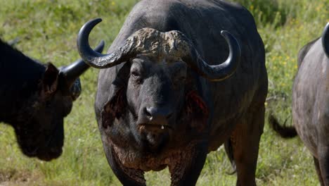 African-Cape-Buffalo,-Close-Up-Slow-Motion