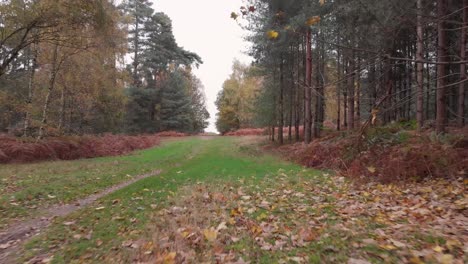 Kurzes-Video-Vom-Herbstunfall-Im-Wunderschönen-Englischen-Wald
