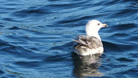 Gaviota-Juvenil-Flotando-En-El-Agua-Azul-Con-Olas-En-La-Costa-Noruega-En-Arendal,-Noruega