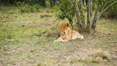 Wide-shot-of-a-African-Lion-cub-near-a-tree