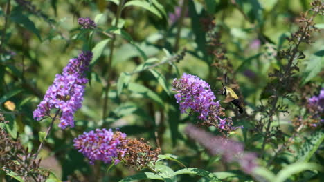 Kolibri-Bienenmotte-Auf-Schmetterlingsstrauch-In-Zeitlupe