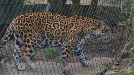 Jaguar-walking-behind-wire-mesh-fence-in-the-zoo,-panning-right