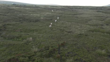 Long-journey-of-lambs-walking-across-Wicklow-mountains-Ireland-aerial