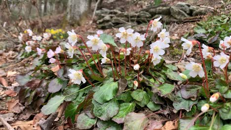 Oconee-Bells-Plants-Blooming-in-Early-Spring-in-Appalachian-Mountains,-Rare-and-Endangered-Plants
