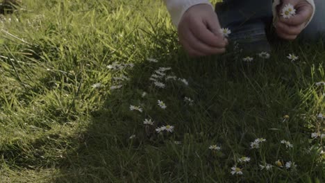 Woman--in-meadow-picking-daisy-flowers-medium-shot