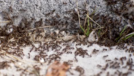Thousands-of-ants-swarm-out-of-a-crack-in-the-foundation-of-a-home---close-up