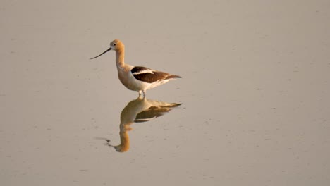 American-Avocet-in-breeding-plumage-skimming-for,-catching-and-eating-aquatic-insects-on-this-mirror-like-pond