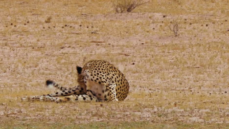 Gepard-Kratzt-Sich-An-Einem-Sonnigen-Tag-In-Südafrika-Ein-Juckendes-Bein,-Während-Er-Auf-Dem-Feld-Liegt