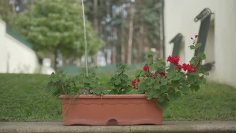 Einen-Blumentopf-In-Einem-Haus-Gießen