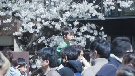 Happy-Kid-On-His-Father's-Shoulder-Enjoying-Flower-Viewing-Hanami-Practice-During-Pandemic-In-Tokyo,-Japan