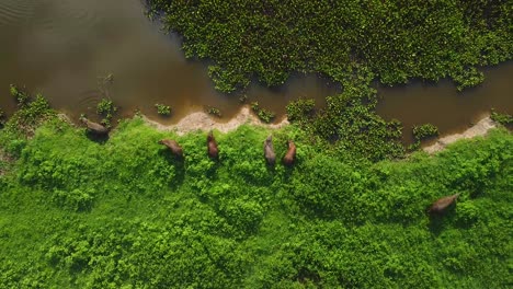 Overhead-shot-of-a-group-of-capybaras-on-the-bank-of-a-river