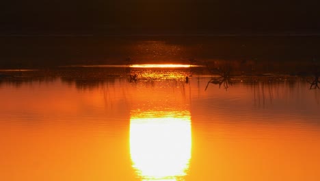 Spiegelung-Des-Orangefarbenen-Sonnenuntergangs-In-Einem-Ruhigen-Teich-Mit-Stelzenvögeln-Im-Hintergrund